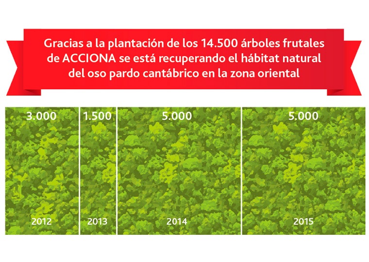 Infografía sobre el oso pardo