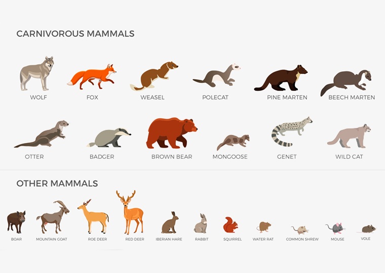 ACCIONA's camera trap infographic