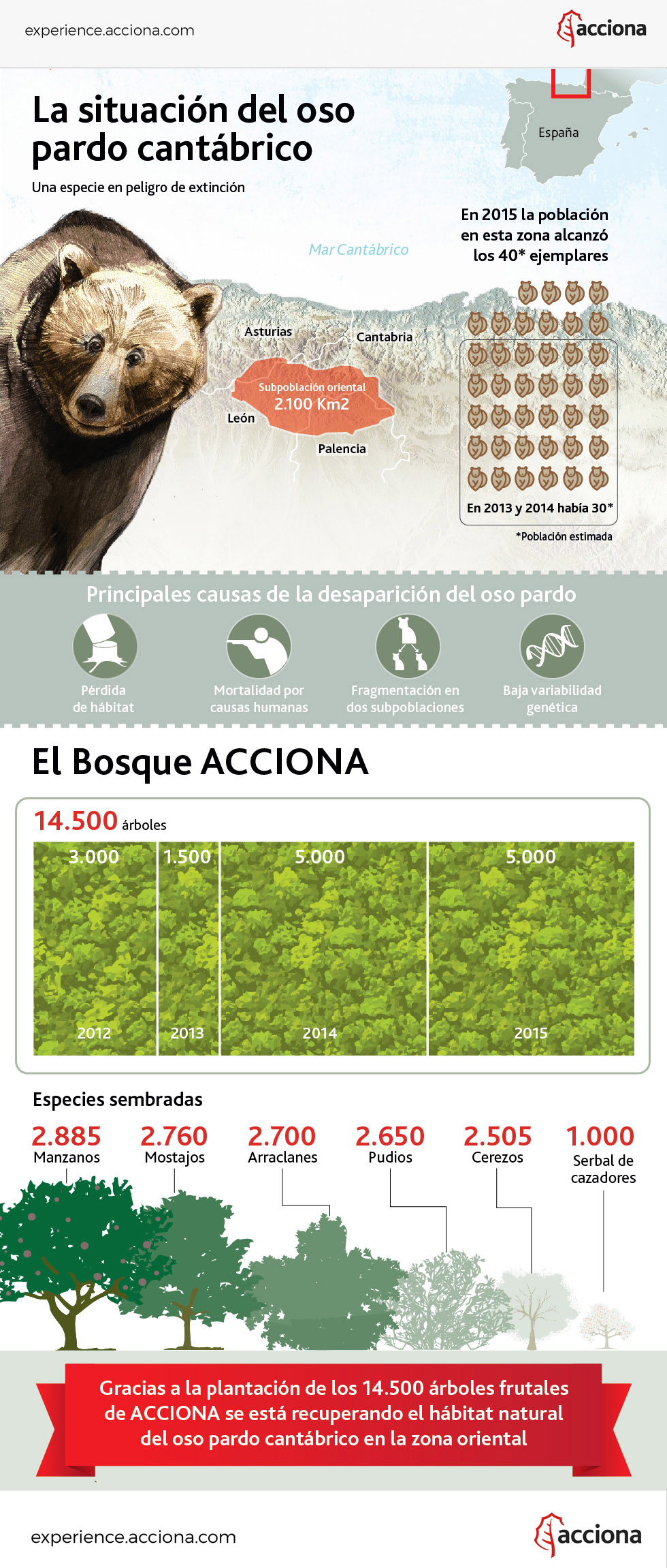 Infografía sobre el oso pardo